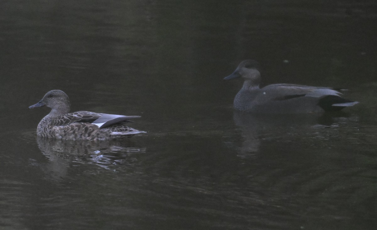 Ipar-ahatea - ML644324707