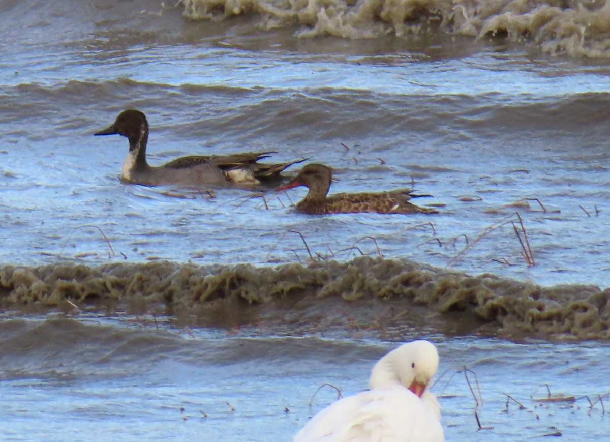 Ipar-ahatea - ML644324709