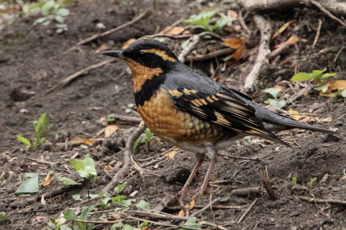 קיכלי צווארון - ML644324713