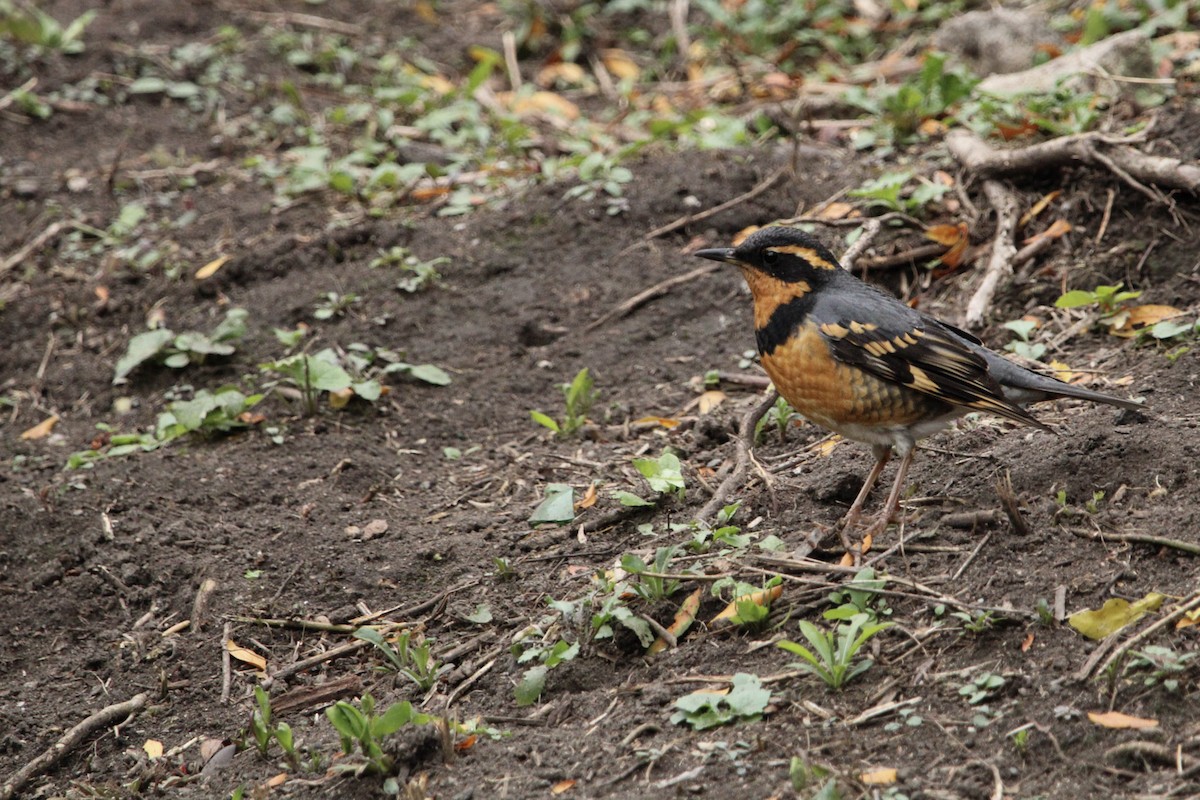 קיכלי צווארון - ML644324714