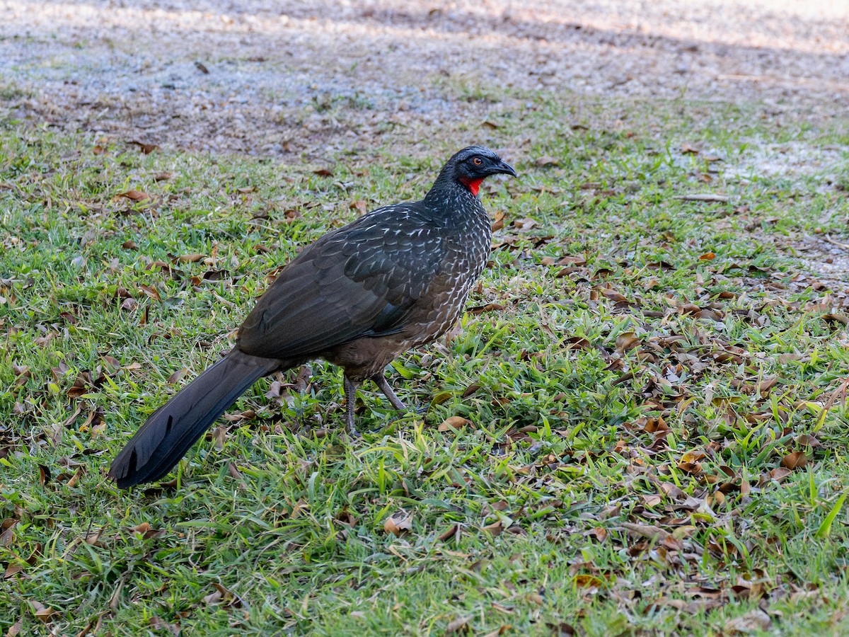 Pénélope yacouhou - ML644324717