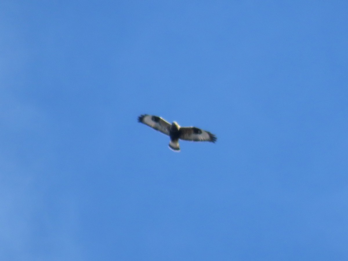 Rough-legged Hawk - ML644324720