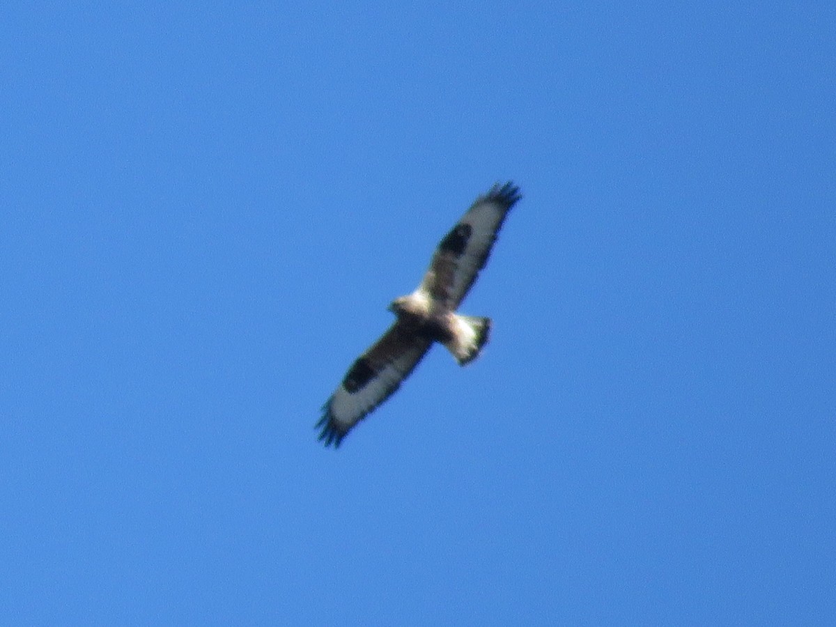 Rough-legged Hawk - ML644324722