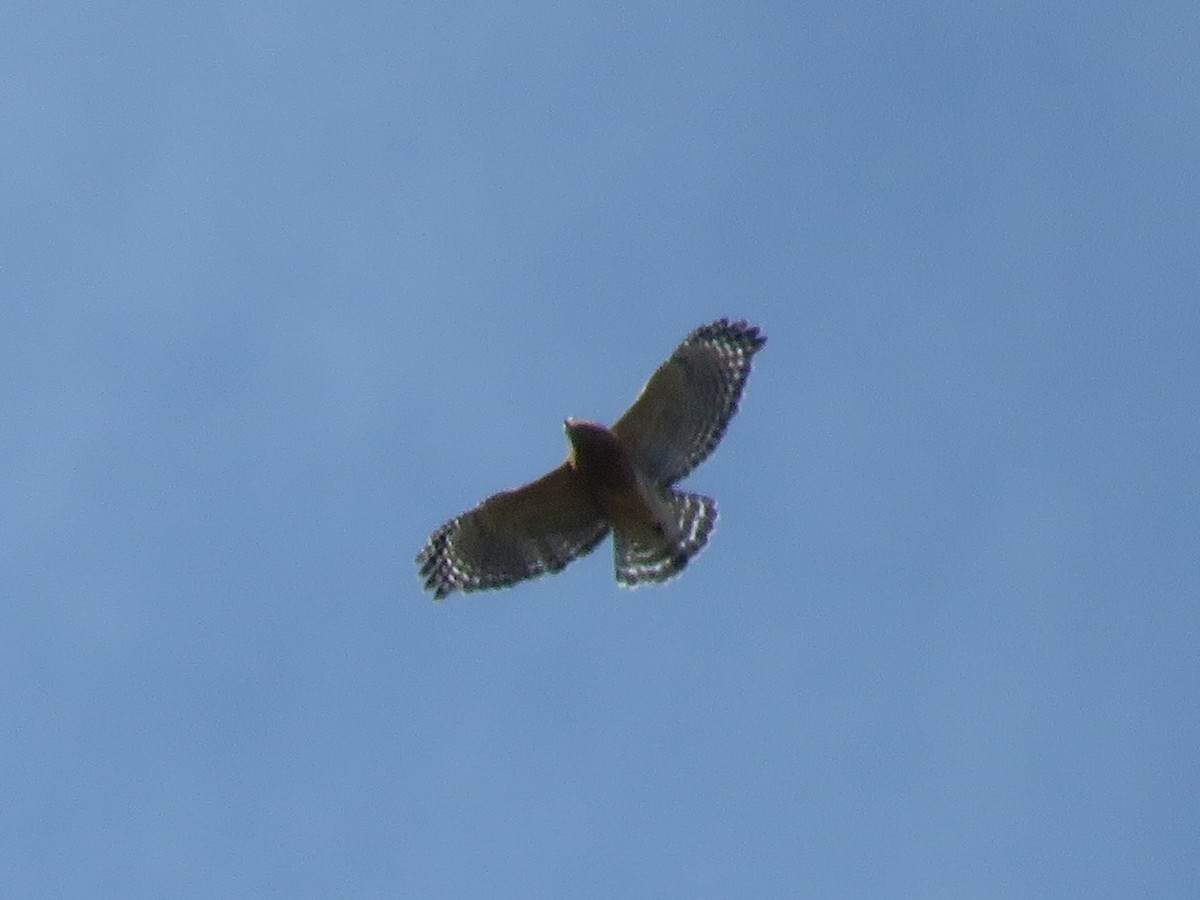 Red-shouldered Hawk - ML644324723
