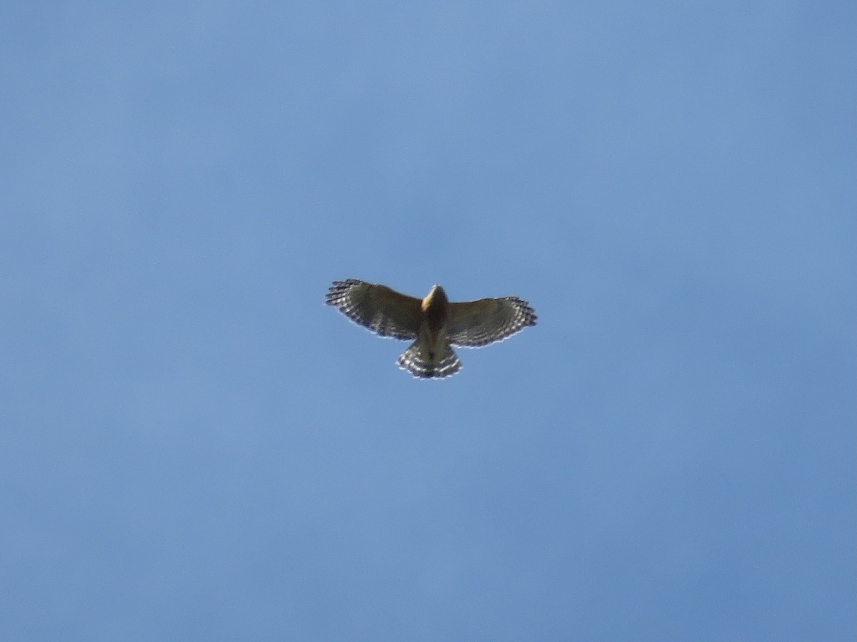Red-shouldered Hawk - ML644324724