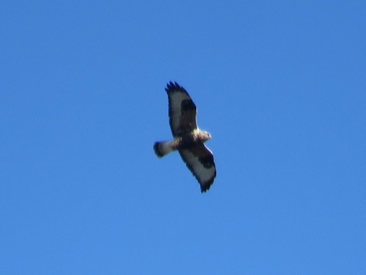 Rough-legged Hawk - ML644324725