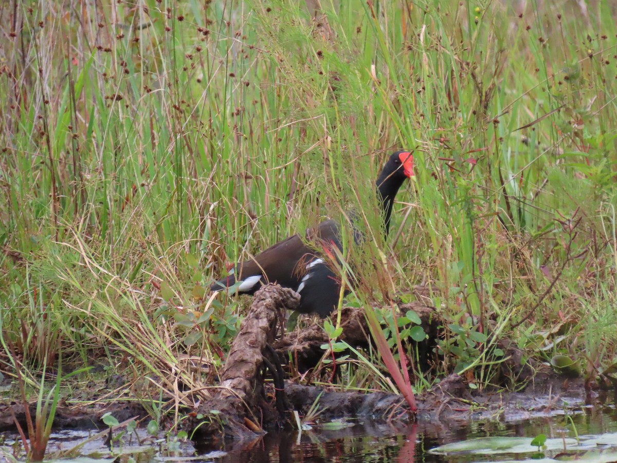 アメリカバン - ML644324732