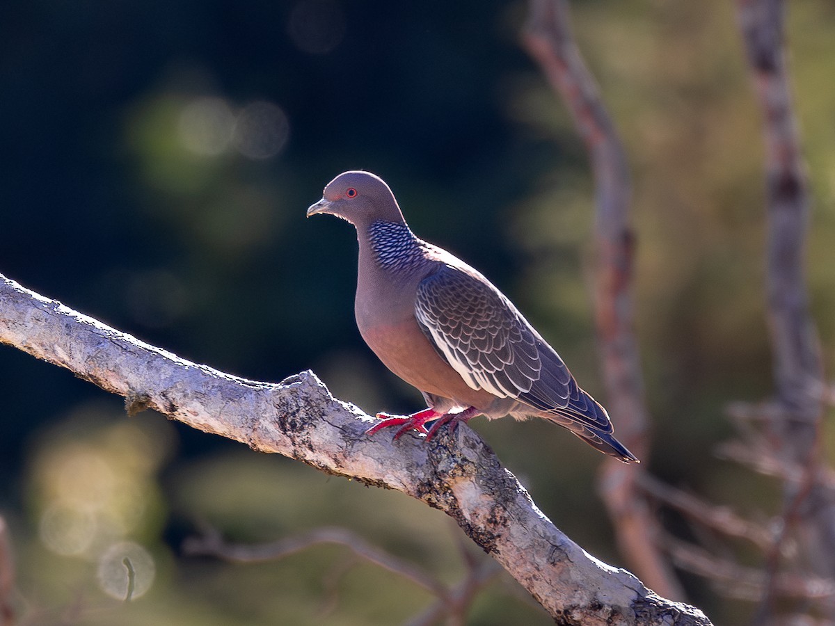 Picazuro Pigeon - ML644324734