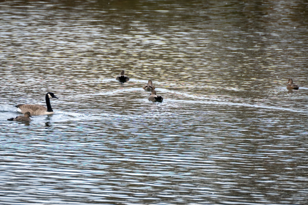 Ipar-ahatea - ML644324741