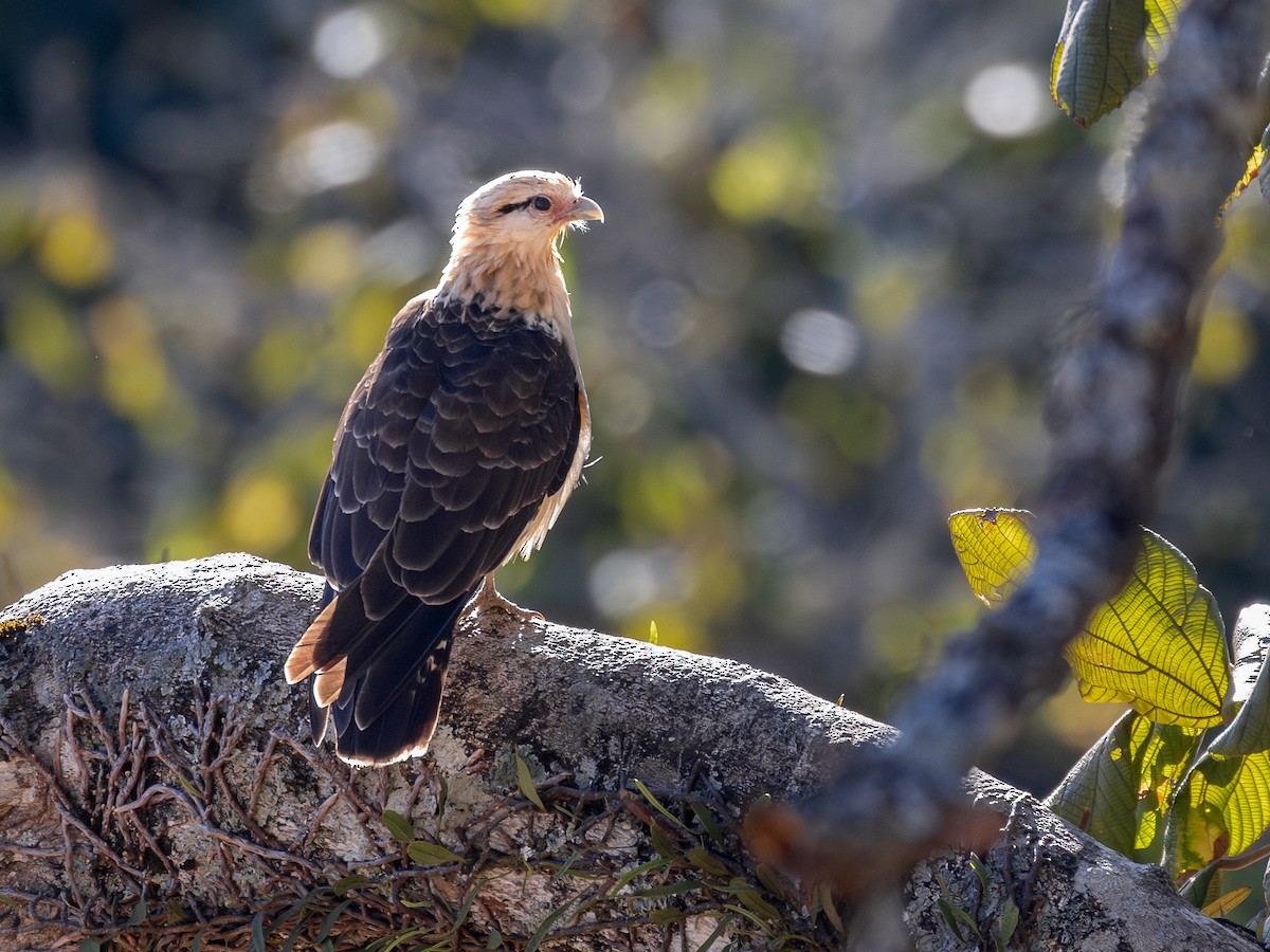 Yellow-headed Caracara - ML644324748