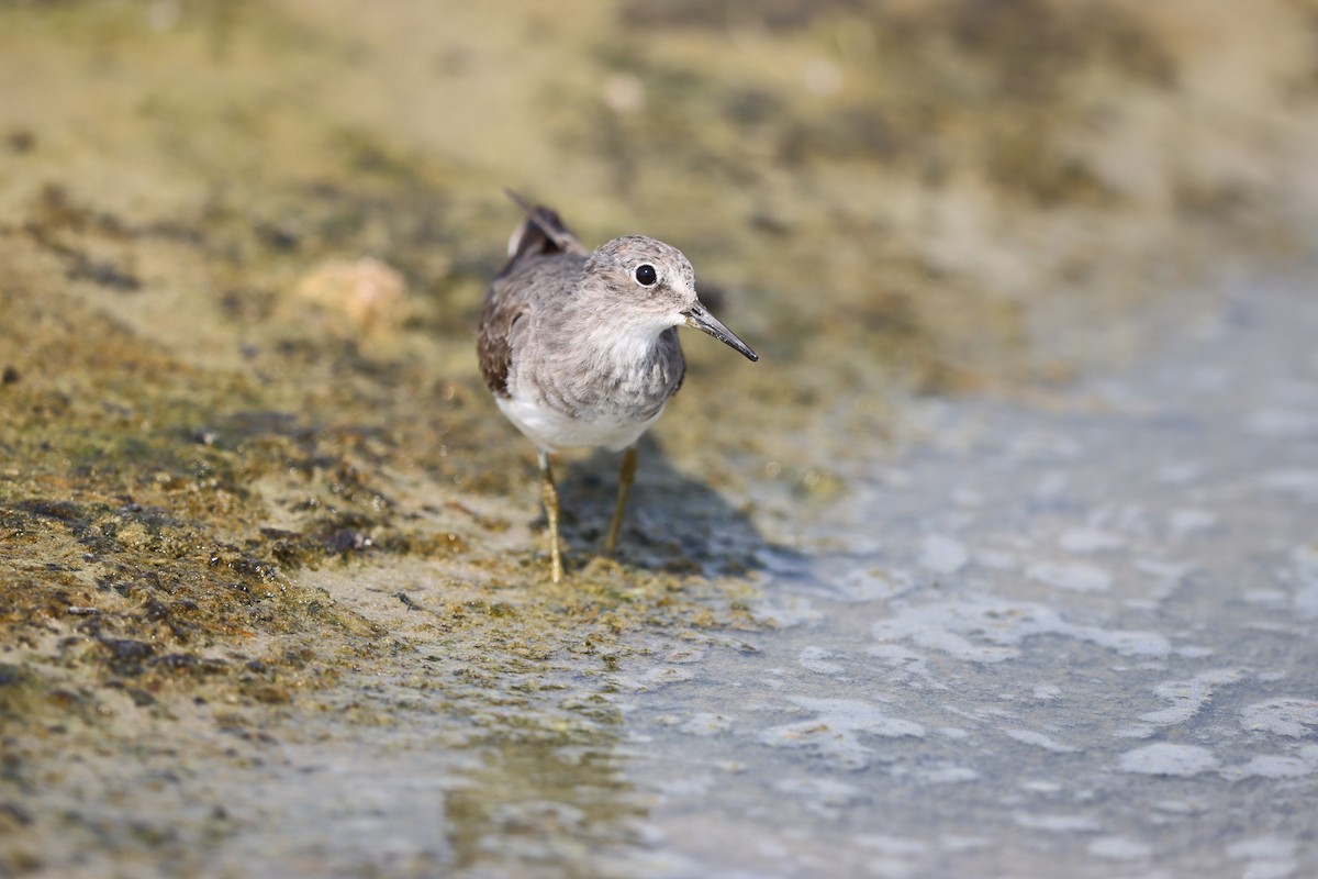 Temminck's Stint - ML644324753