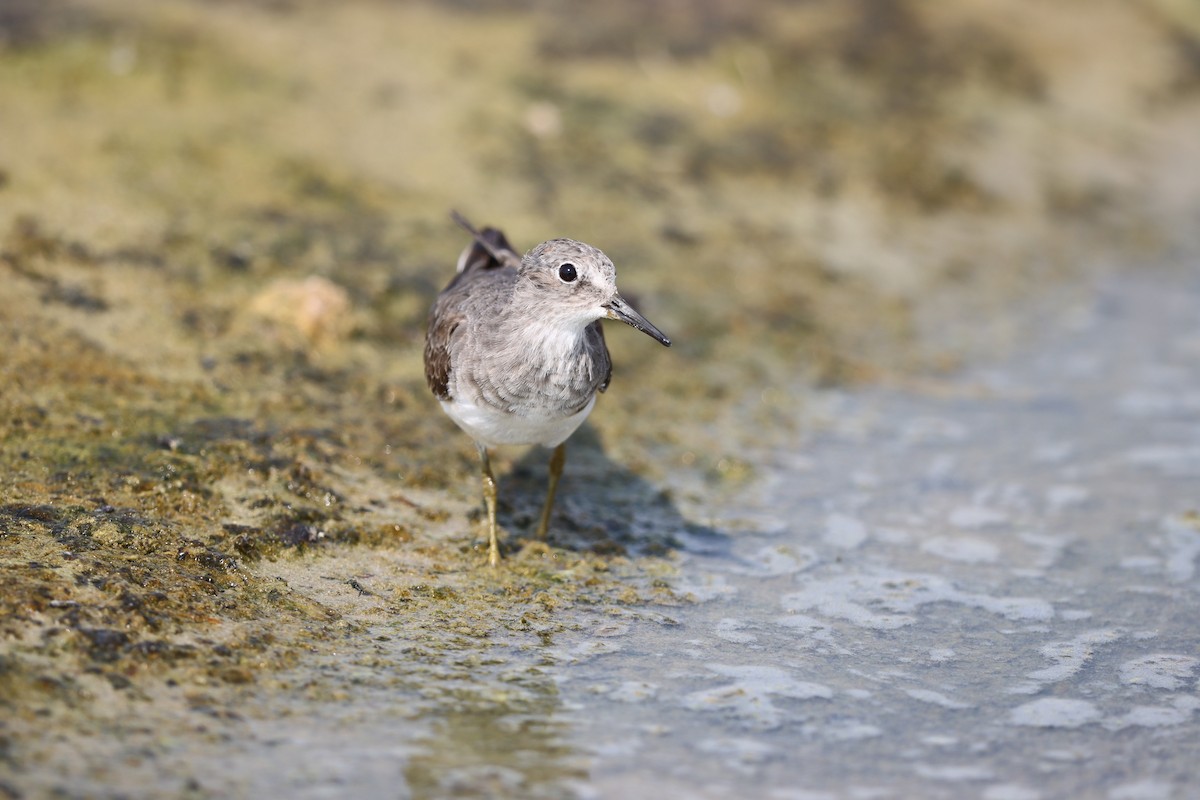 Temminck's Stint - ML644324754
