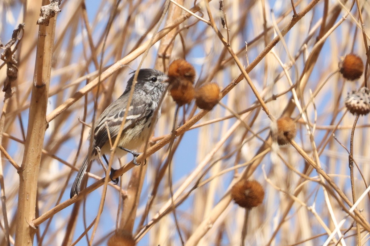 Yellow-billed Tit-Tyrant - ML644324756