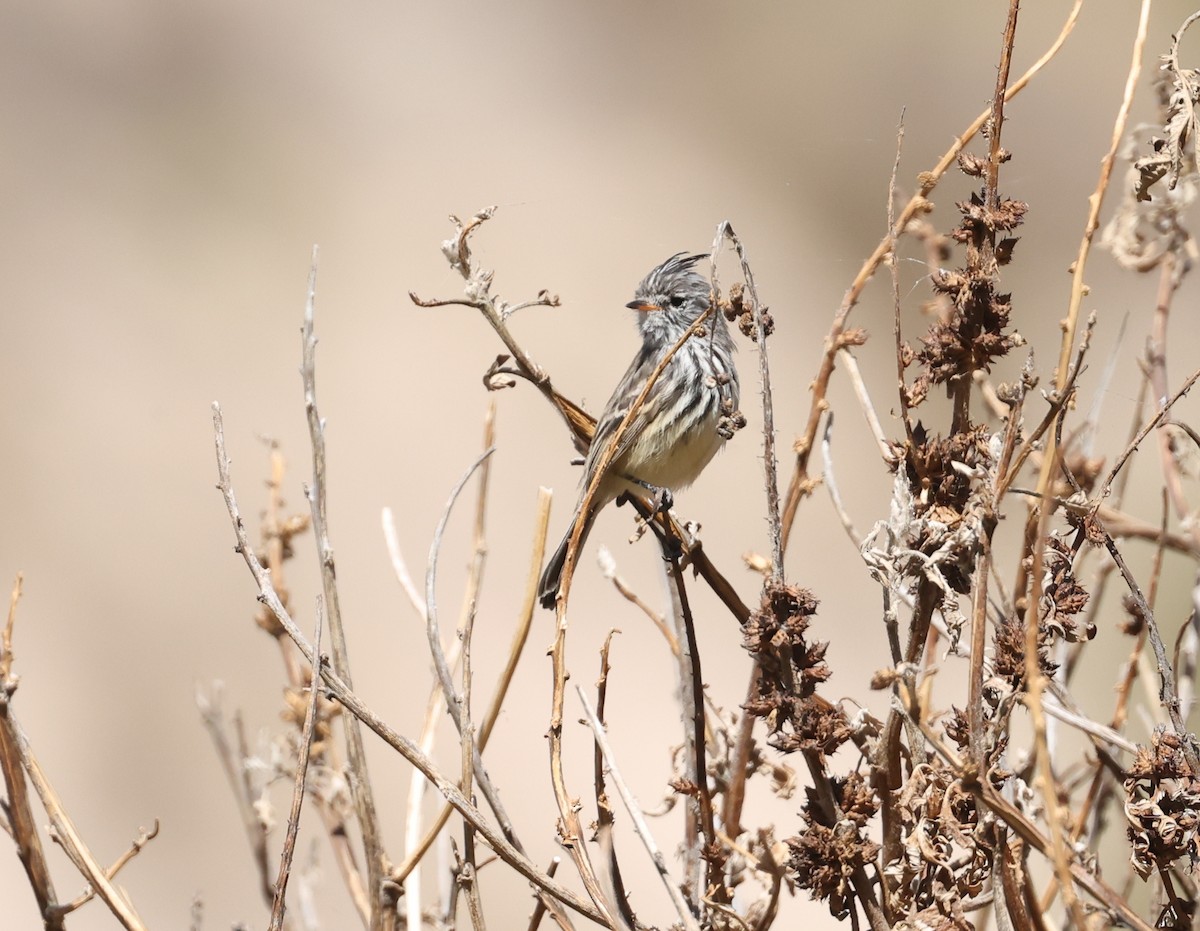 Yellow-billed Tit-Tyrant - ML644324757