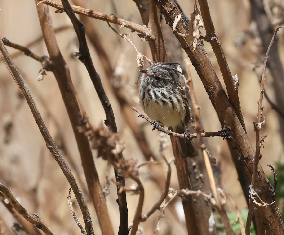 Yellow-billed Tit-Tyrant - ML644324758