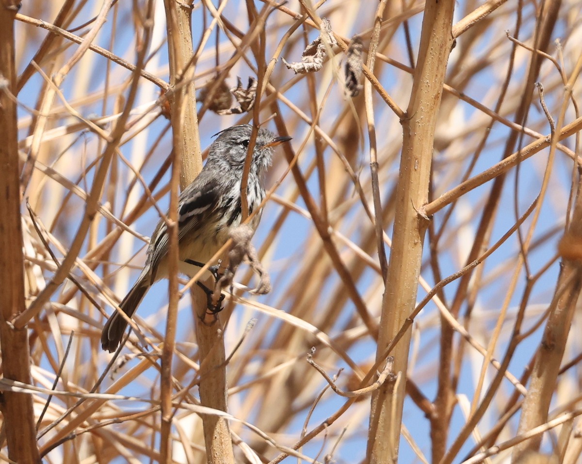 Yellow-billed Tit-Tyrant - ML644324759