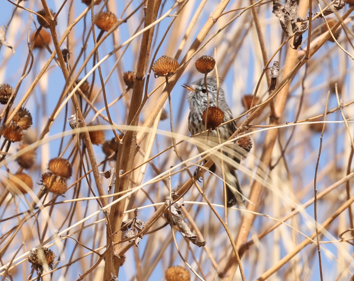 Yellow-billed Tit-Tyrant - ML644324760