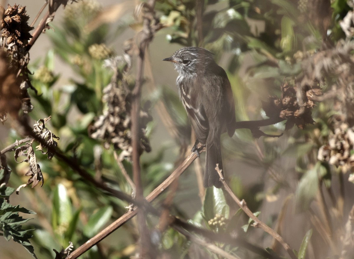 Yellow-billed Tit-Tyrant - ML644324761