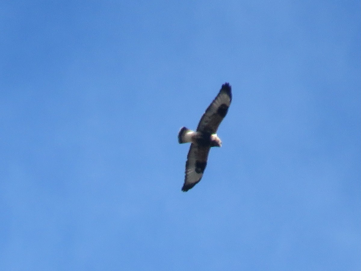Rough-legged Hawk - ML644324763