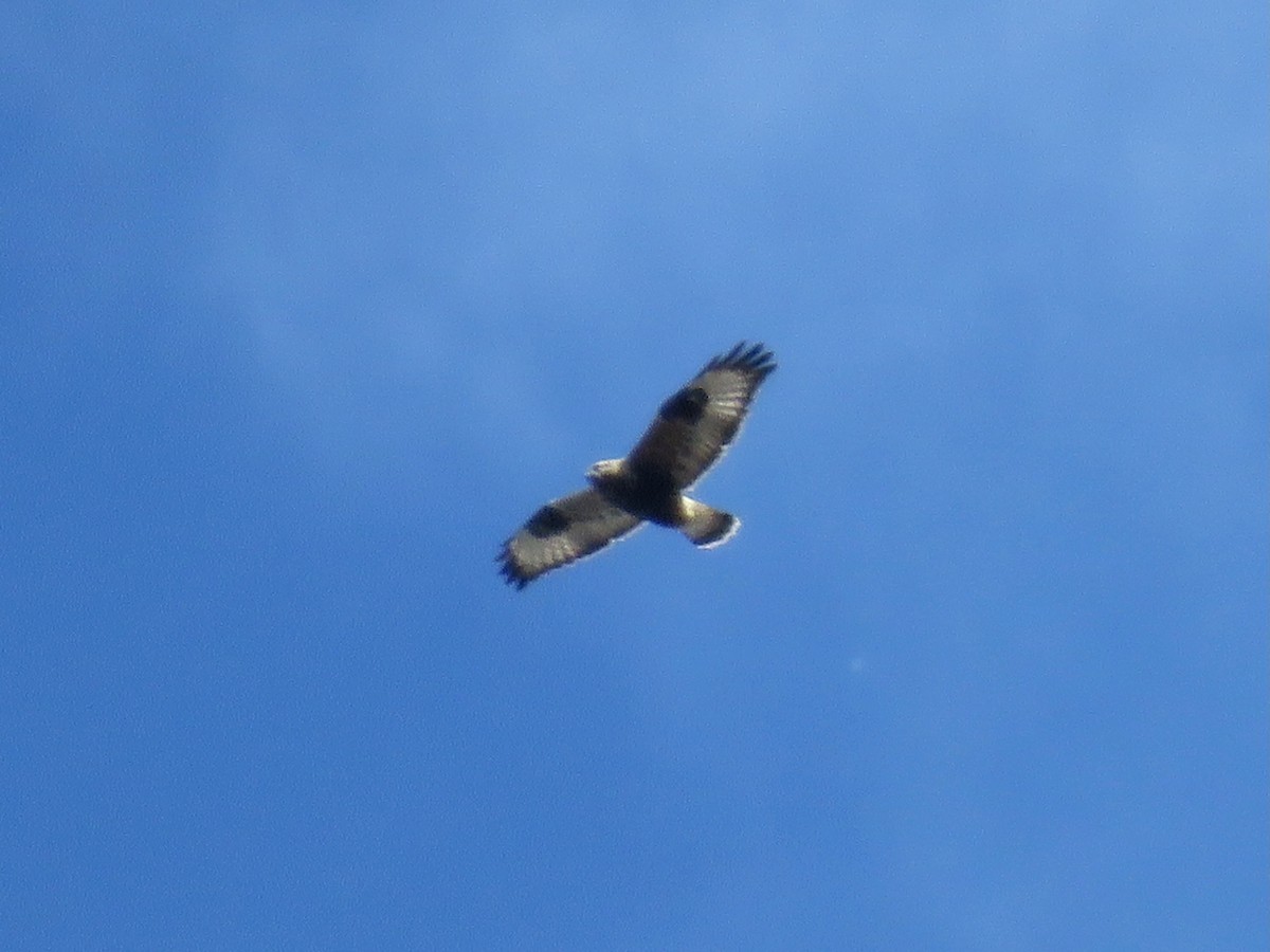 Rough-legged Hawk - ML644324767