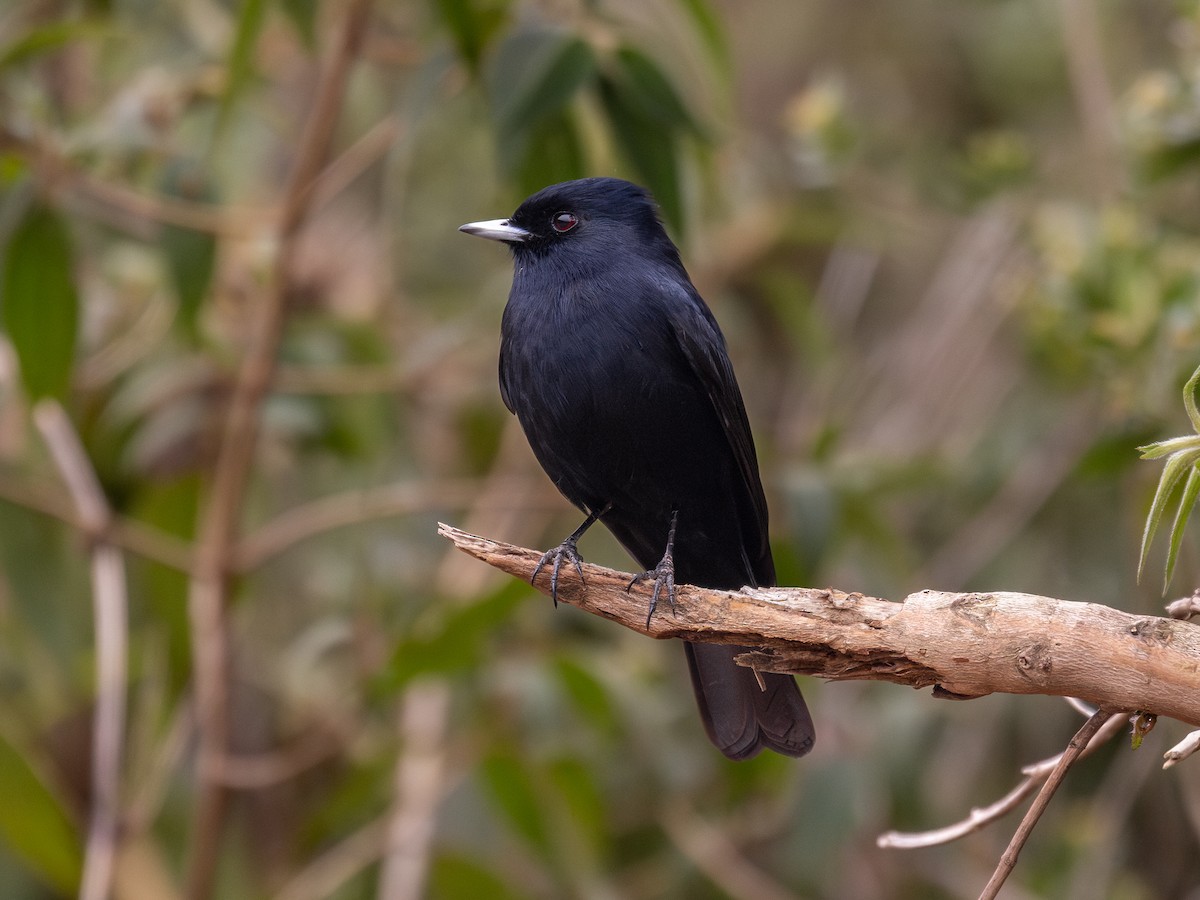 Velvety Black-Tyrant - ML644324773
