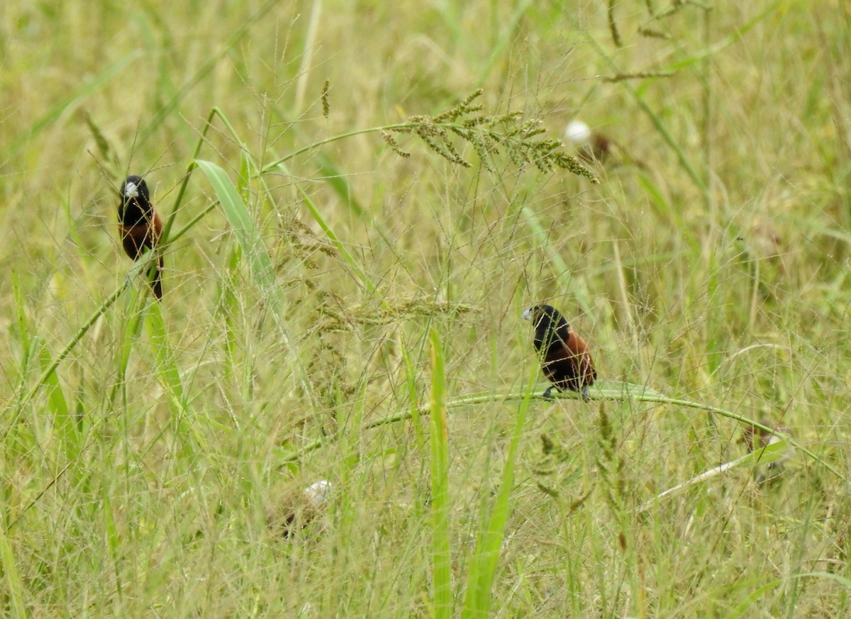 Chestnut Munia - ML644324775