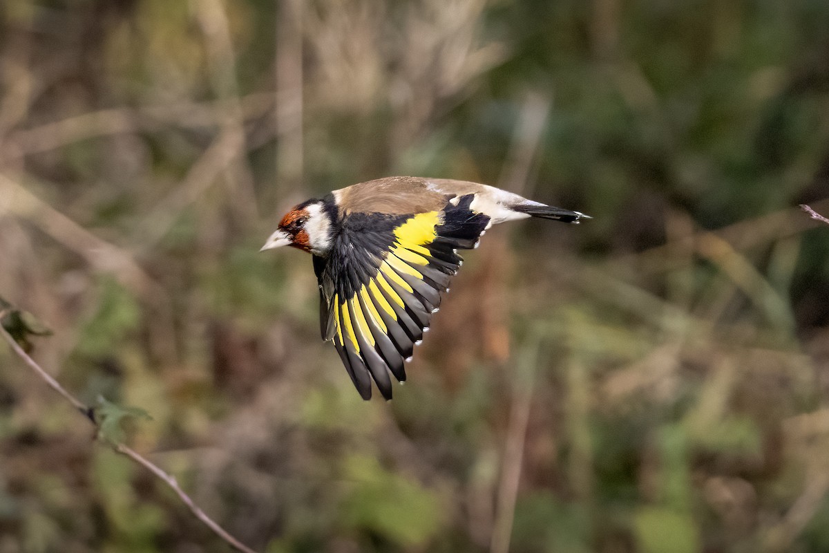 European Goldfinch - ML644324776