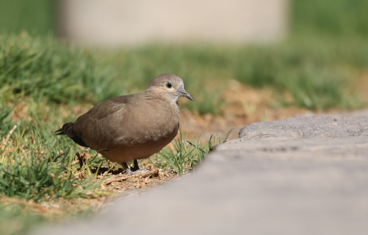 Black-winged Ground Dove - ML644324784