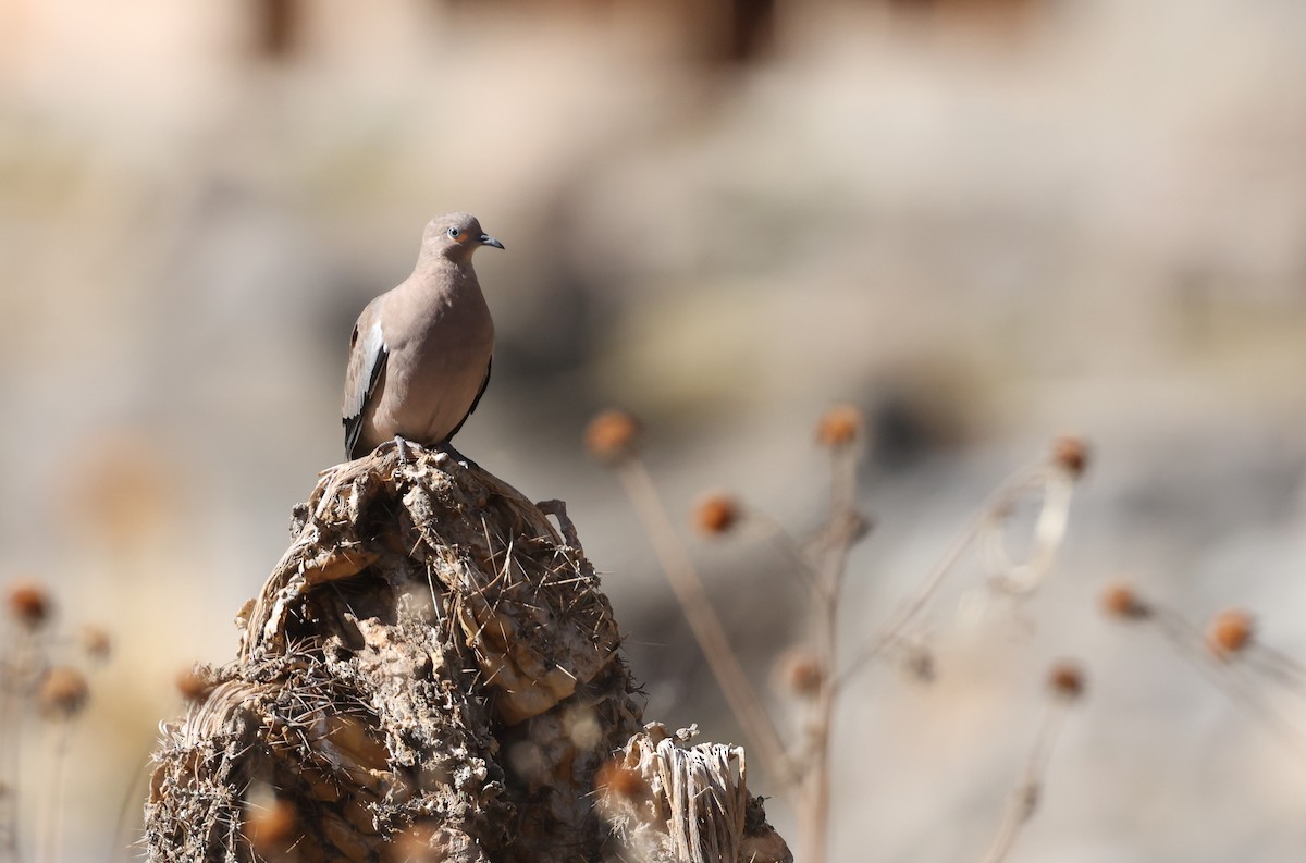 Black-winged Ground Dove - ML644324785