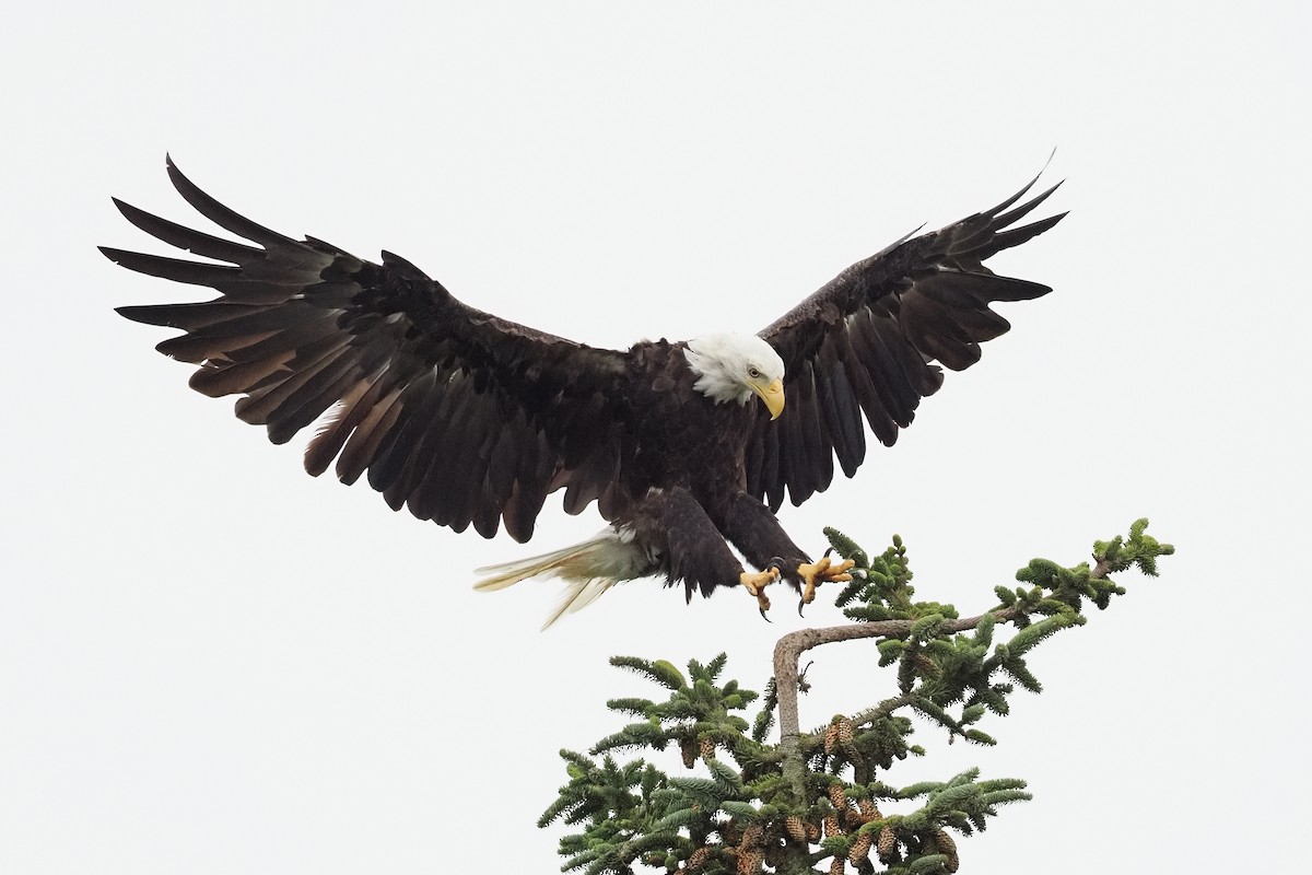 Ak Başlı Kartal - ML644324787