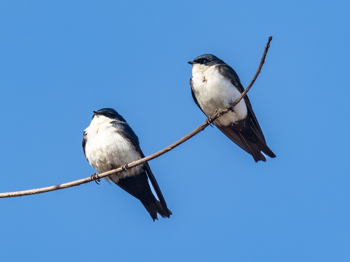 Blue-and-white Swallow - ML644324789