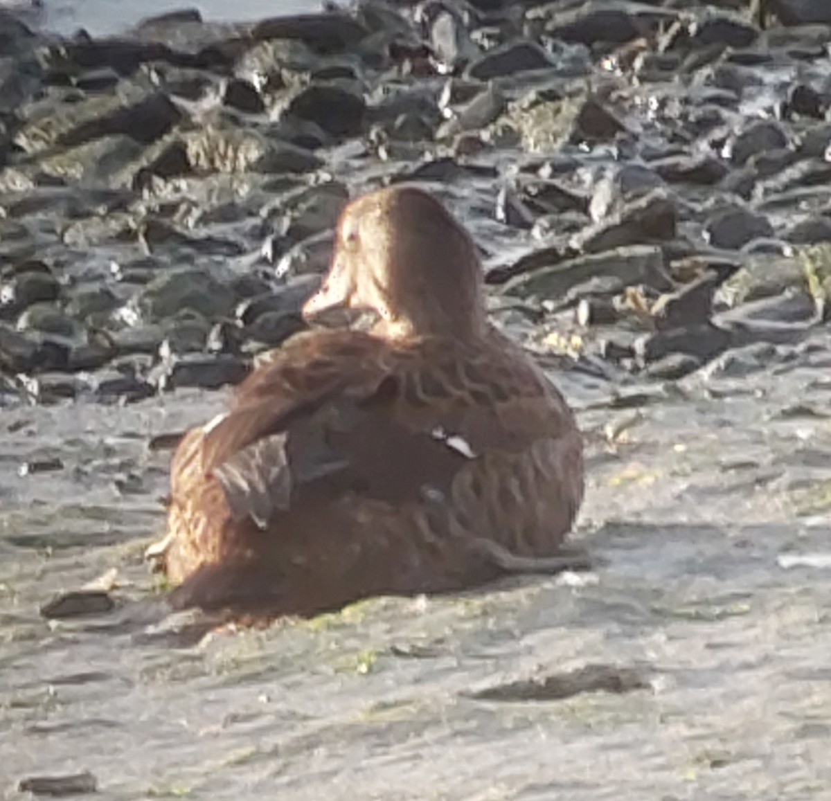 praktærfugl - ML644324790