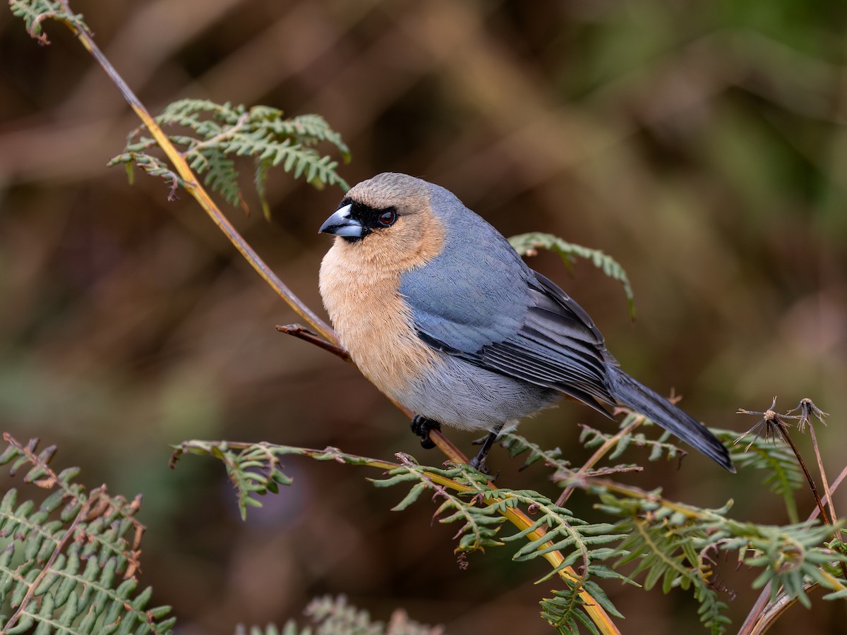 Cinnamon Tanager - ML644324797