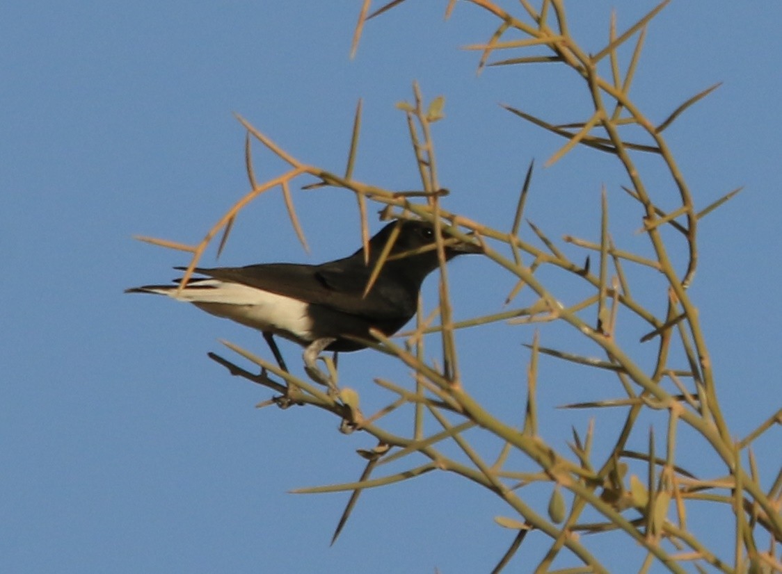 Saharasteinschmätzer - ML644324798