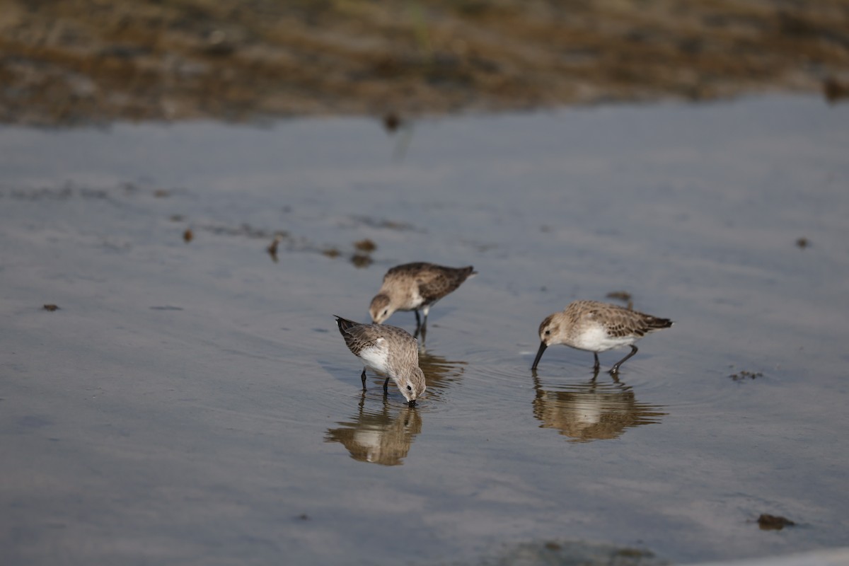Dunlin - ML644324806