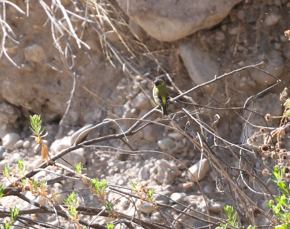 Hooded Siskin - ML644324809