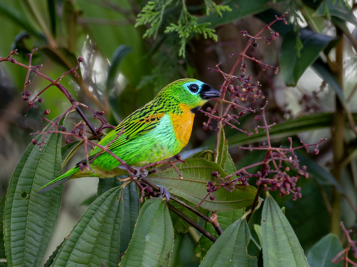 Brassy-breasted Tanager - ML644324812