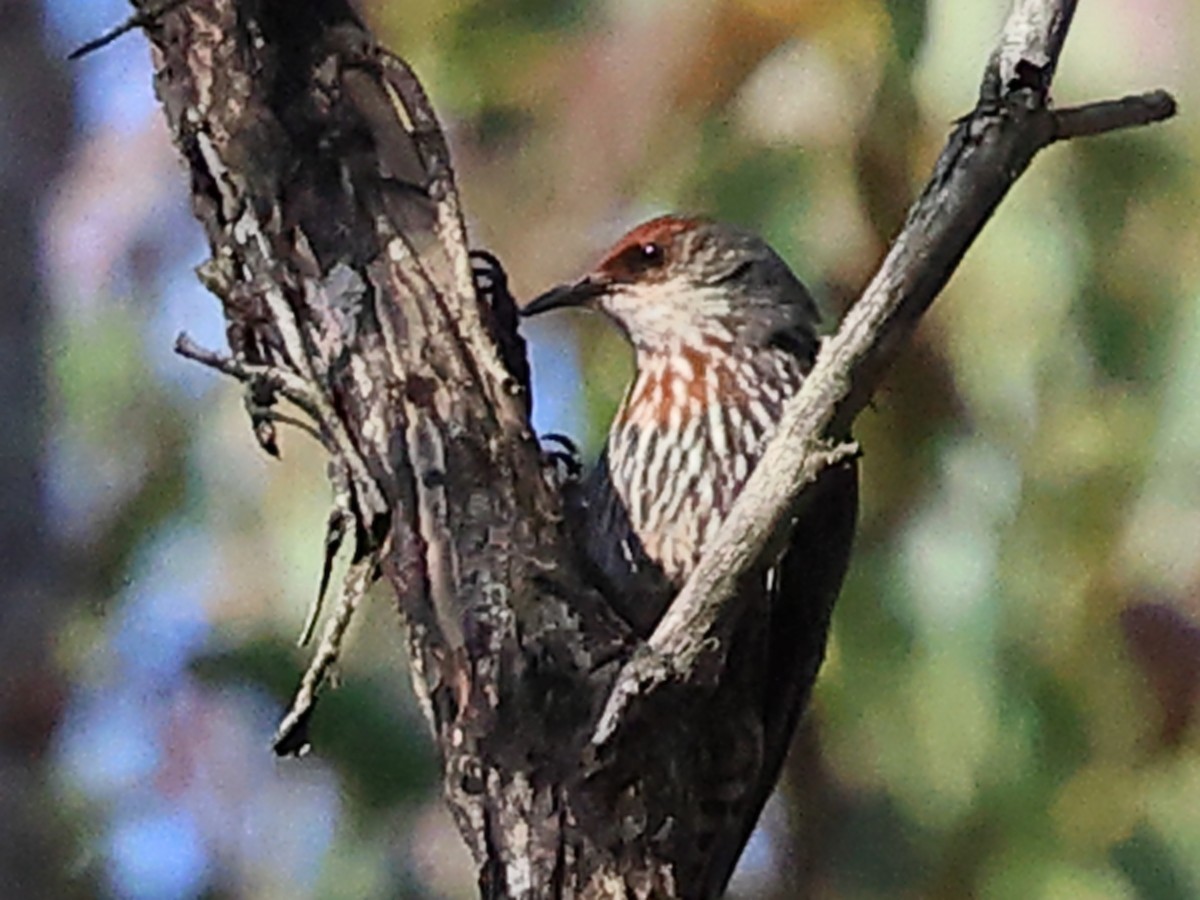 ベニマユキノボリ - ML644324813