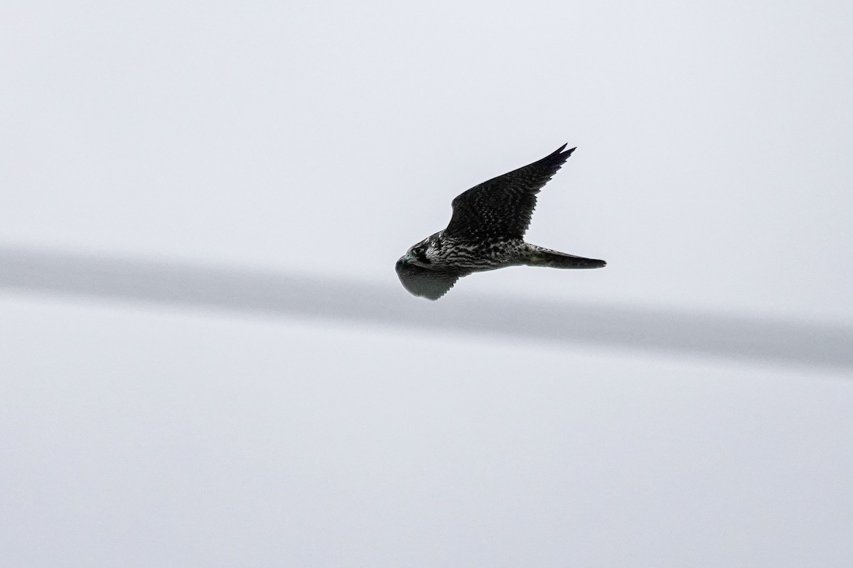 Peregrine Falcon - ML644324818