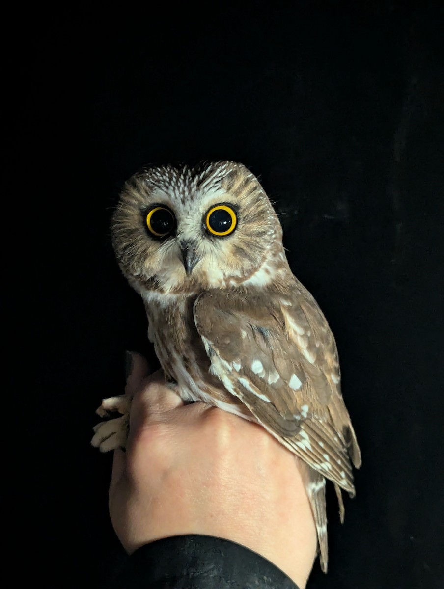 Northern Saw-whet Owl - ML644324835