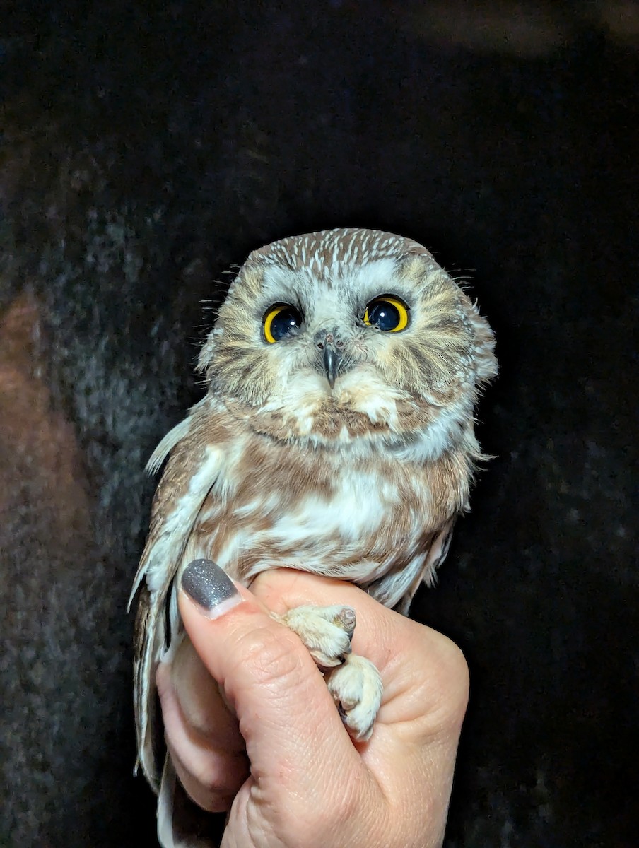 Northern Saw-whet Owl - ML644324836