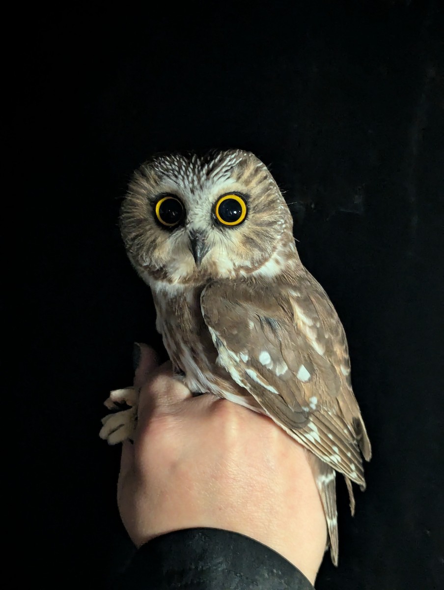Northern Saw-whet Owl - ML644324837