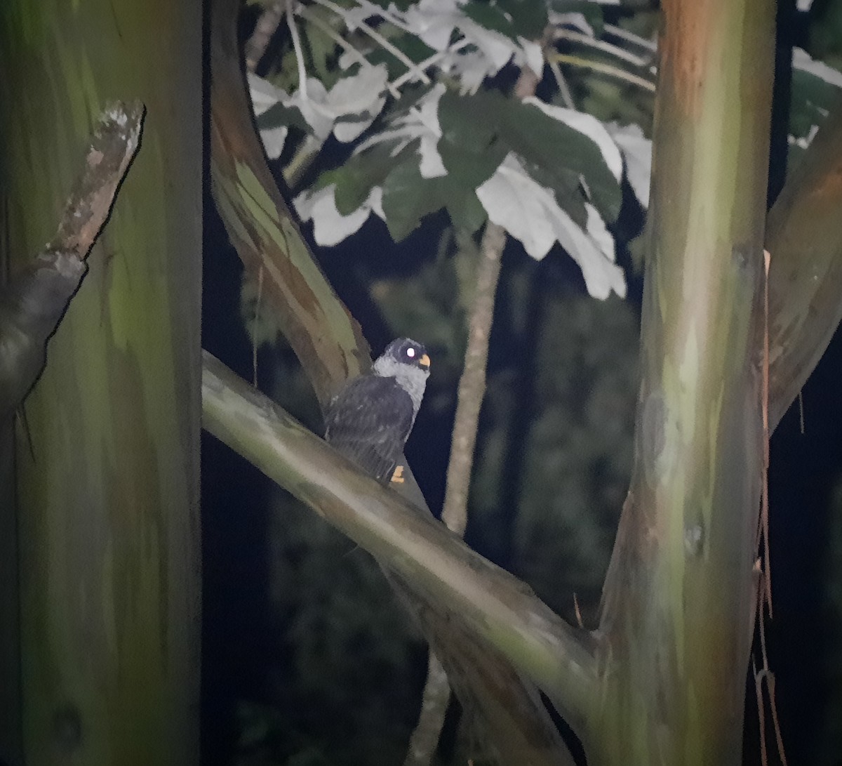 シロクロヒナフクロウ - ML644324838