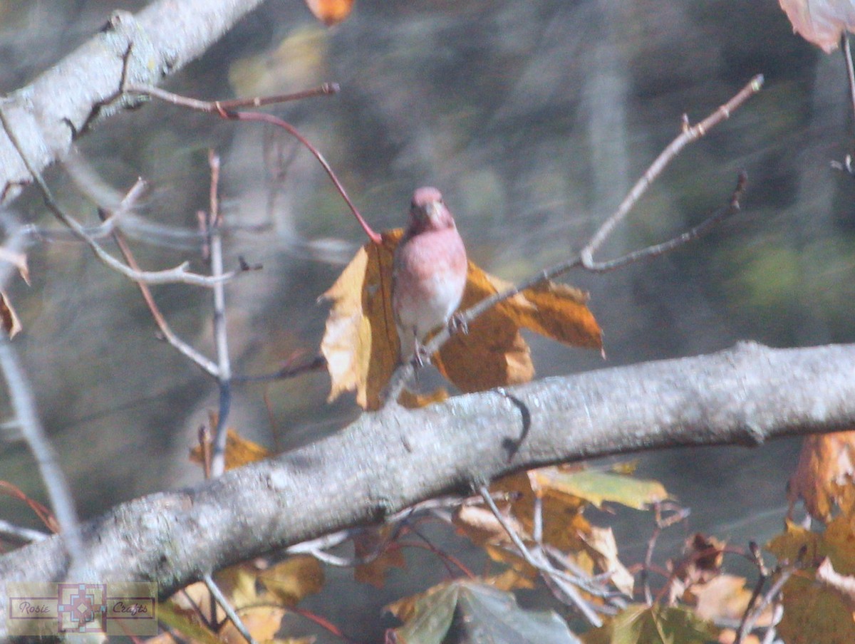 ムラサキマシコ - ML644324840