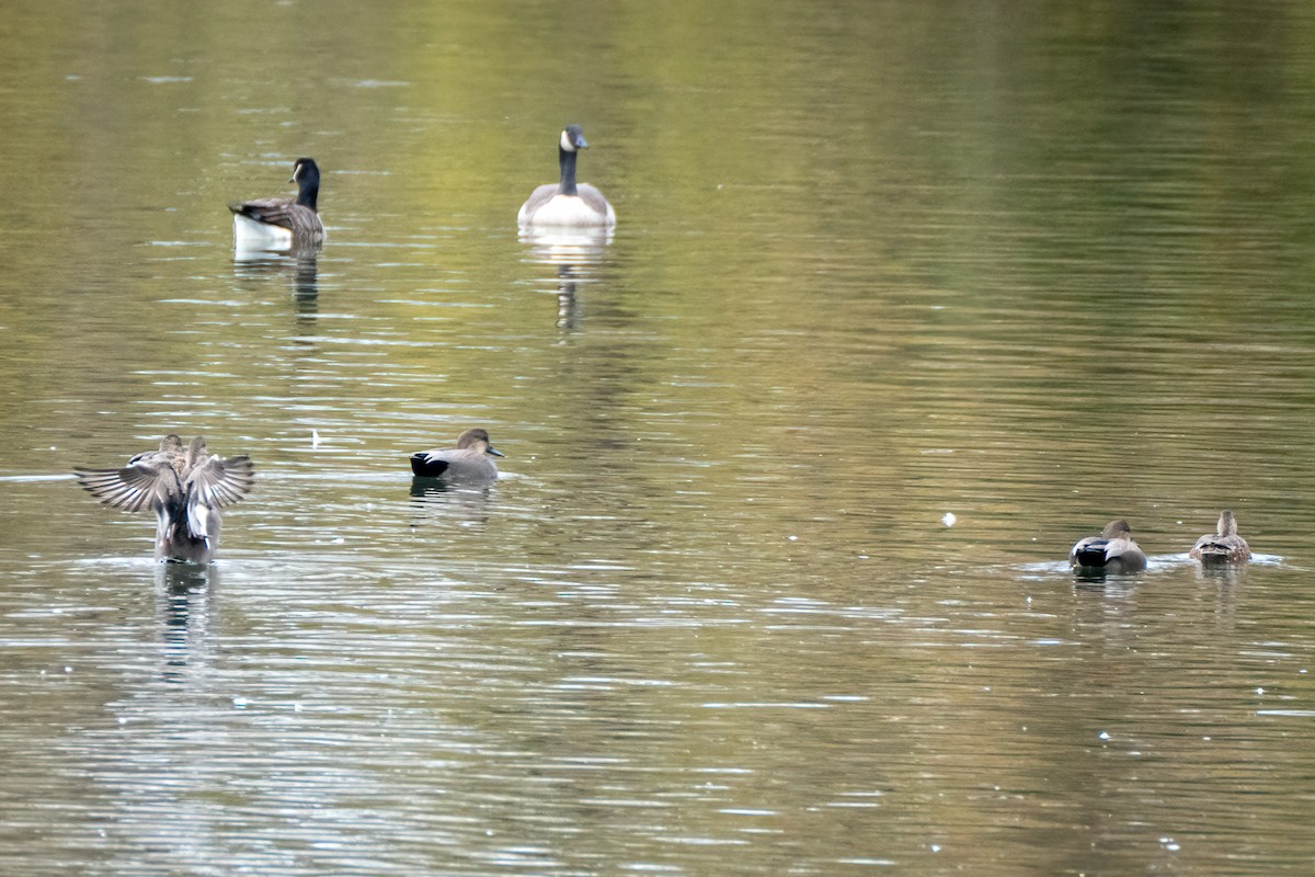 Ipar-ahatea - ML644324841