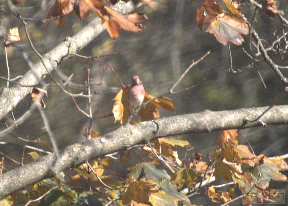 ムラサキマシコ - ML644324847