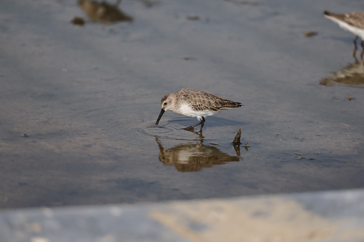 Dunlin - ML644324849