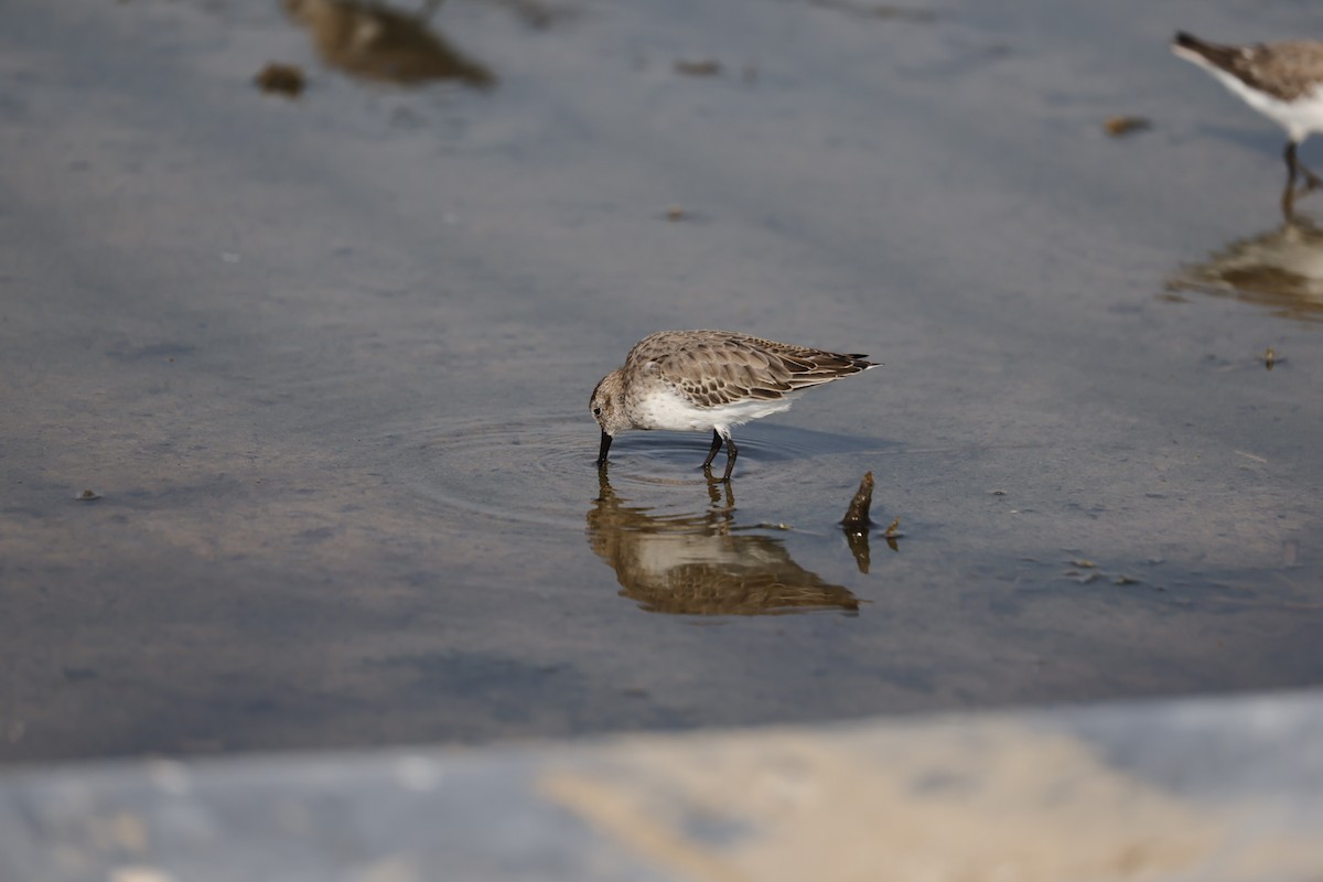 Dunlin - ML644324850