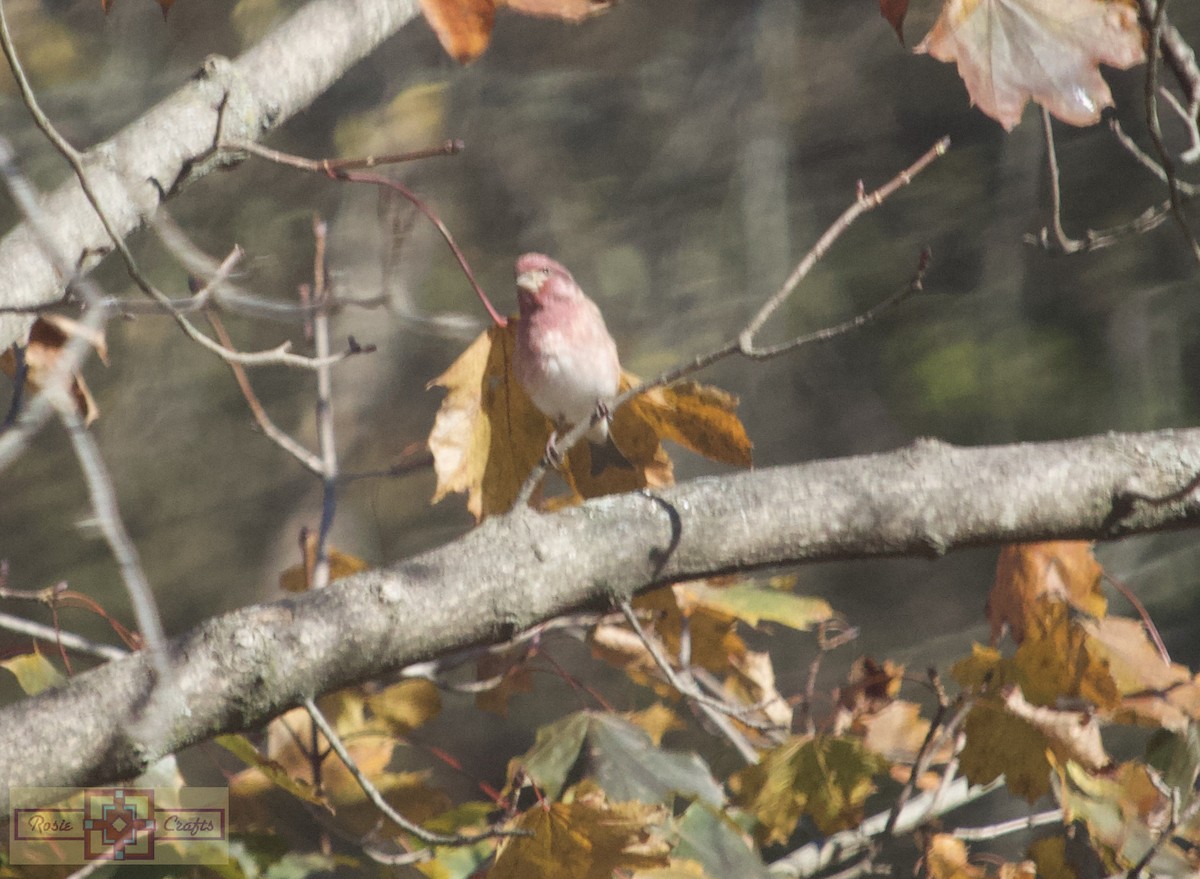 ムラサキマシコ - ML644324855