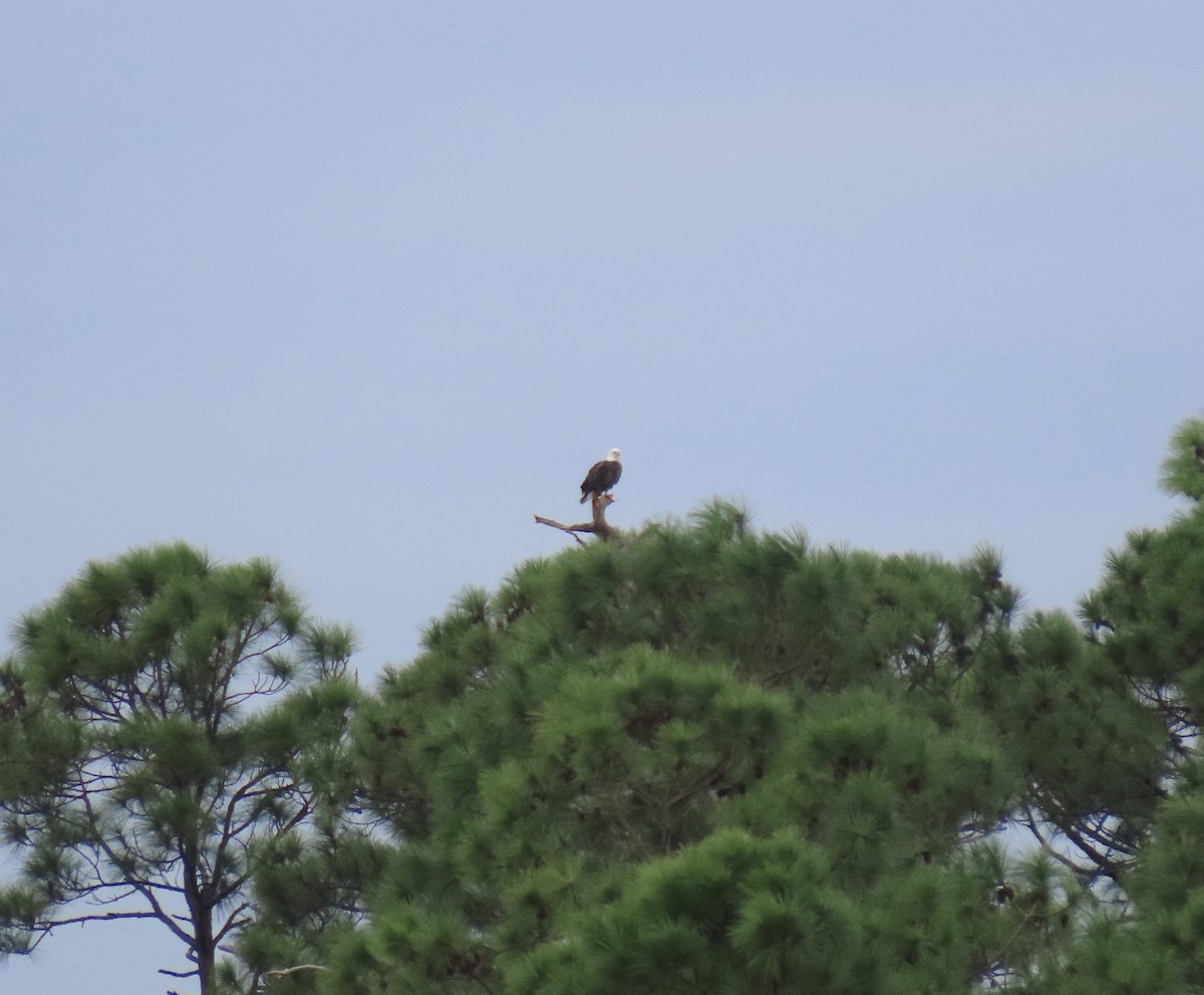 Ak Başlı Kartal - ML644324856